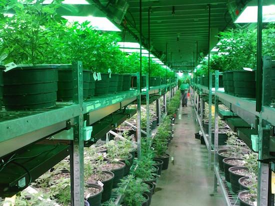 marijuana_grow_dispensary