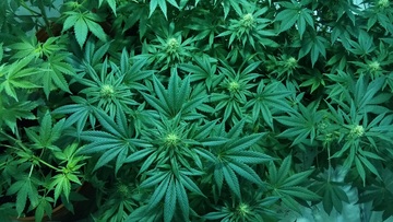 cannabis-plants
