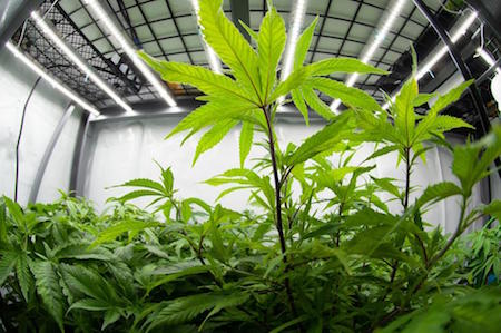 medical-marijuana-greenhouse