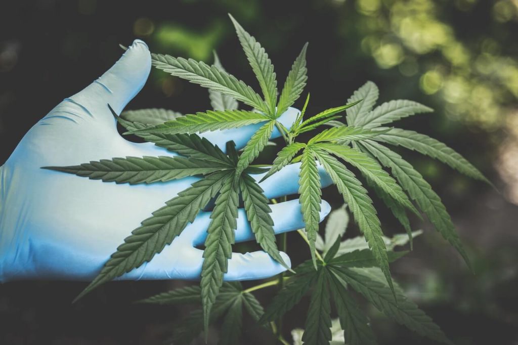 cannabis plant with blue gloves