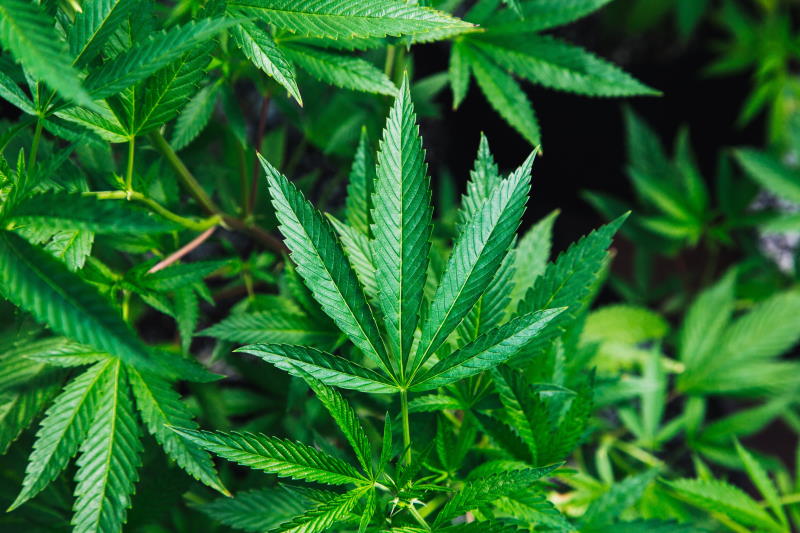 Medical Marijuana and Cancer Medical Marijuana and Cancer