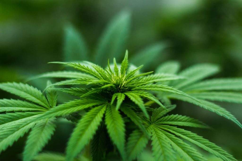 Is Medical Marijuana Better Than Recreational Marijuana?