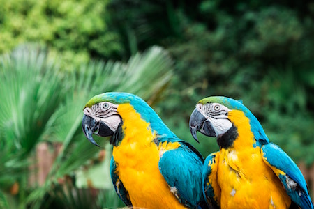 birds-feathers-blue-yellow-green