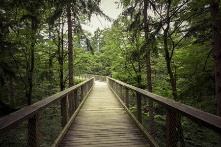 wood-trail-forest-hike